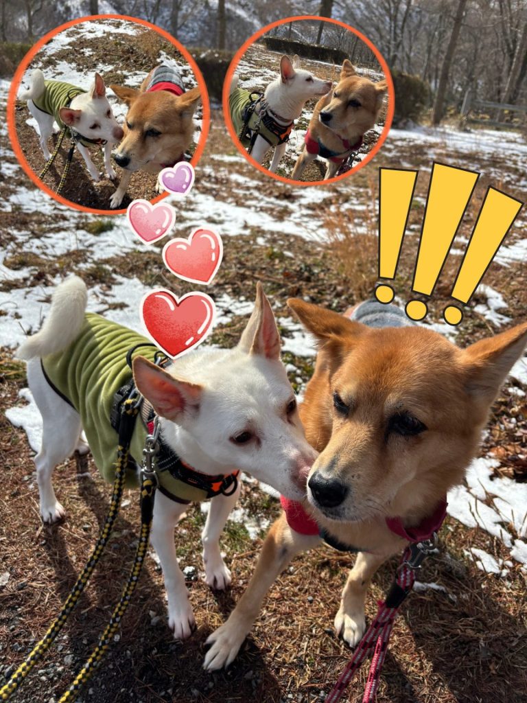 a9817aa543242a19514a2db29a6dc1c5