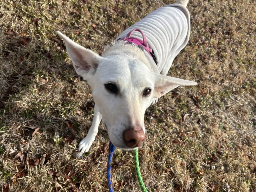 06ead89e9dedeecc61f99a03051fc0e3