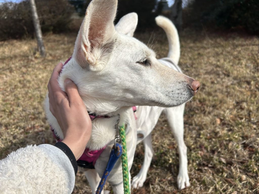 86a4f2a3c0837648c4d73e07b40f8082