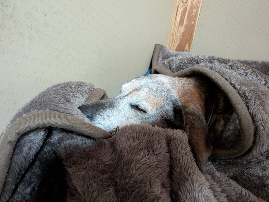 0faac9913ff68b0d3d62f2faf8559567