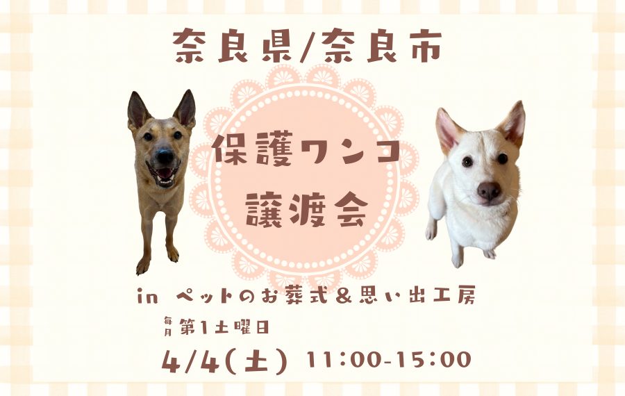 譲渡会・イベントのご案内 11 1 3