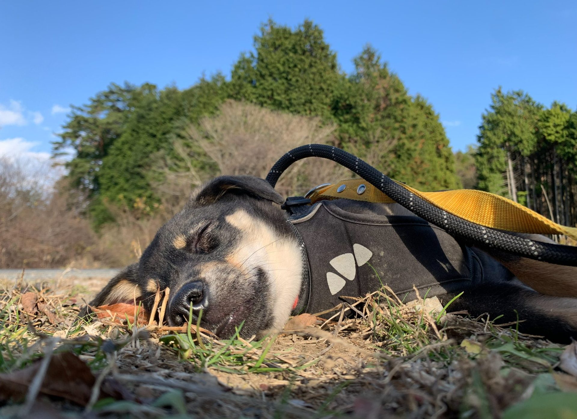 120732c8e26098d4021a9233e82229f4