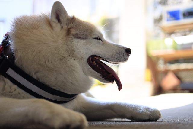 8096a765e55bc22ef277288e61a1eafa