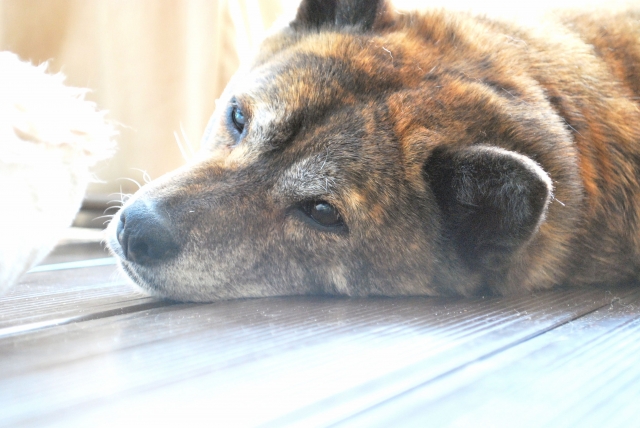 9a15e83cf09f137f8316e896669a32a0