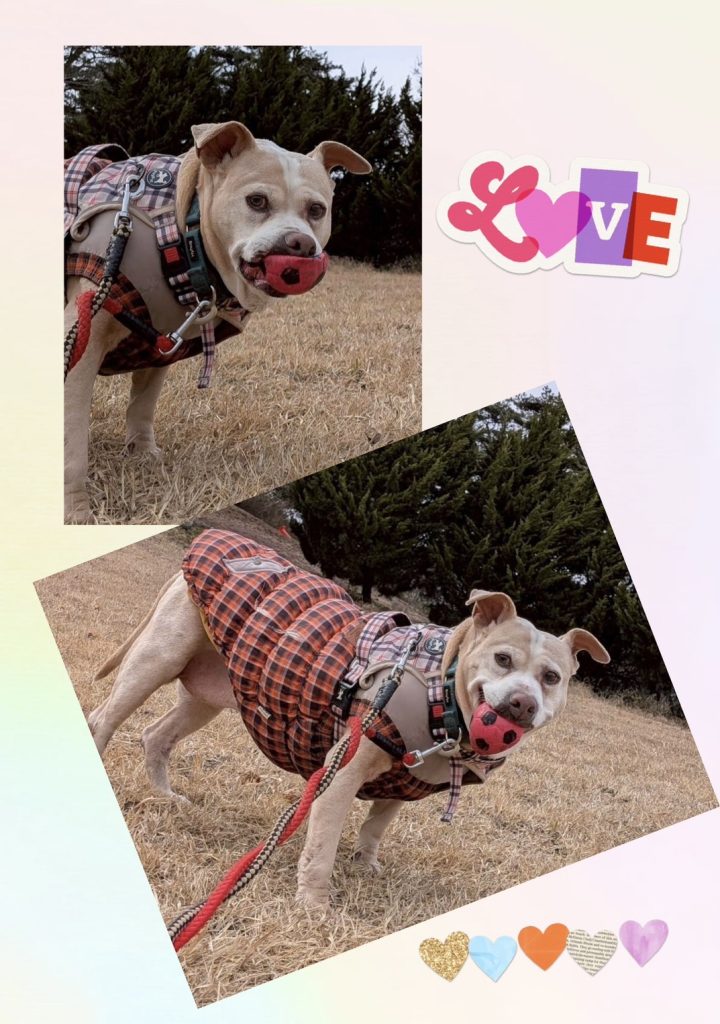 ワンだふるファミリーからの近況報告:2026年3月15日(日曜日) 2 77a39b40f11d991a7ce8313fad5a9aa9