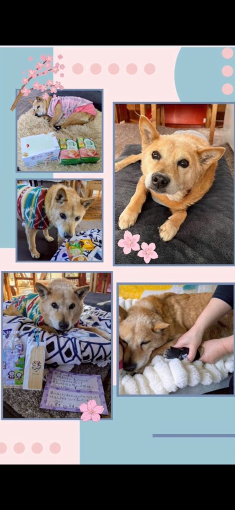 ワンだふるファミリーからの近況報告:2026年3月15日(日曜日) 3 6f7e368290eb763638035a0fe79cd269