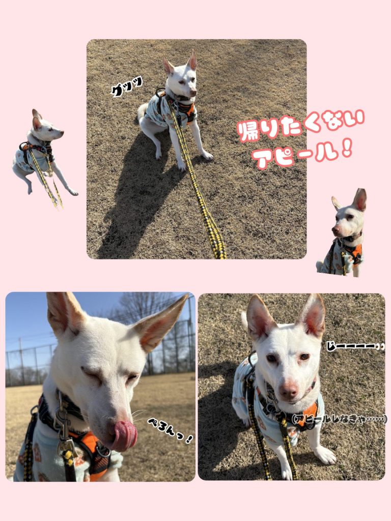 ワンだふるファミリーからの近況報告:2026年3月15日(日曜日) 4 063b75d328233460b08e2a2d47faa491