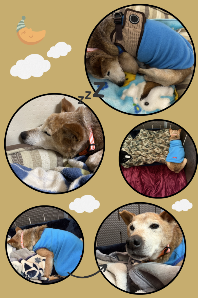 ワンだふるファミリーからの近況報告:2026年3月15日(日曜日) 5 f7ce1812e47236e085be5921c7eb9429