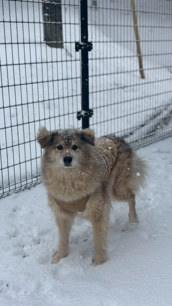 ワンだふるファミリーからの近況報告:2026年3月15日(日曜日) 7 2925d71f8a59cfad164a4ab032b73cae