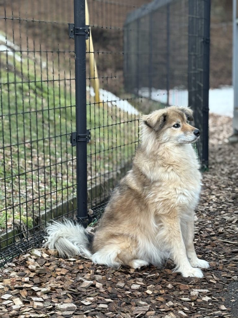 ワンだふるファミリーからの近況報告:2026年3月15日(日曜日) 6 0d9bdef7de652622a805cc05a7638fa3