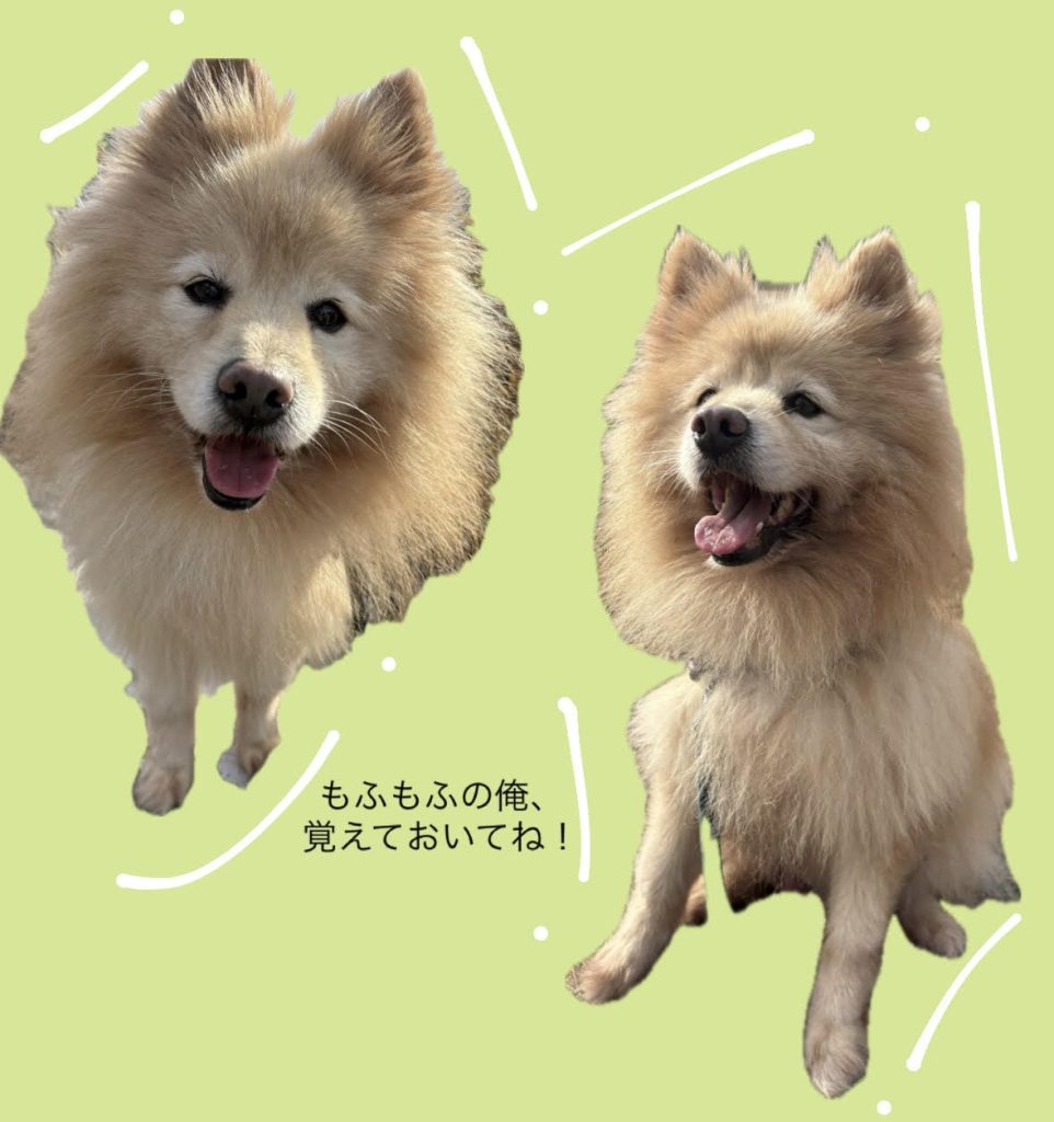 ワンだふるファミリーからの近況報告:2026年3月15日(日曜日) 8 f828ac76cf1fc05c993080059f11d49f