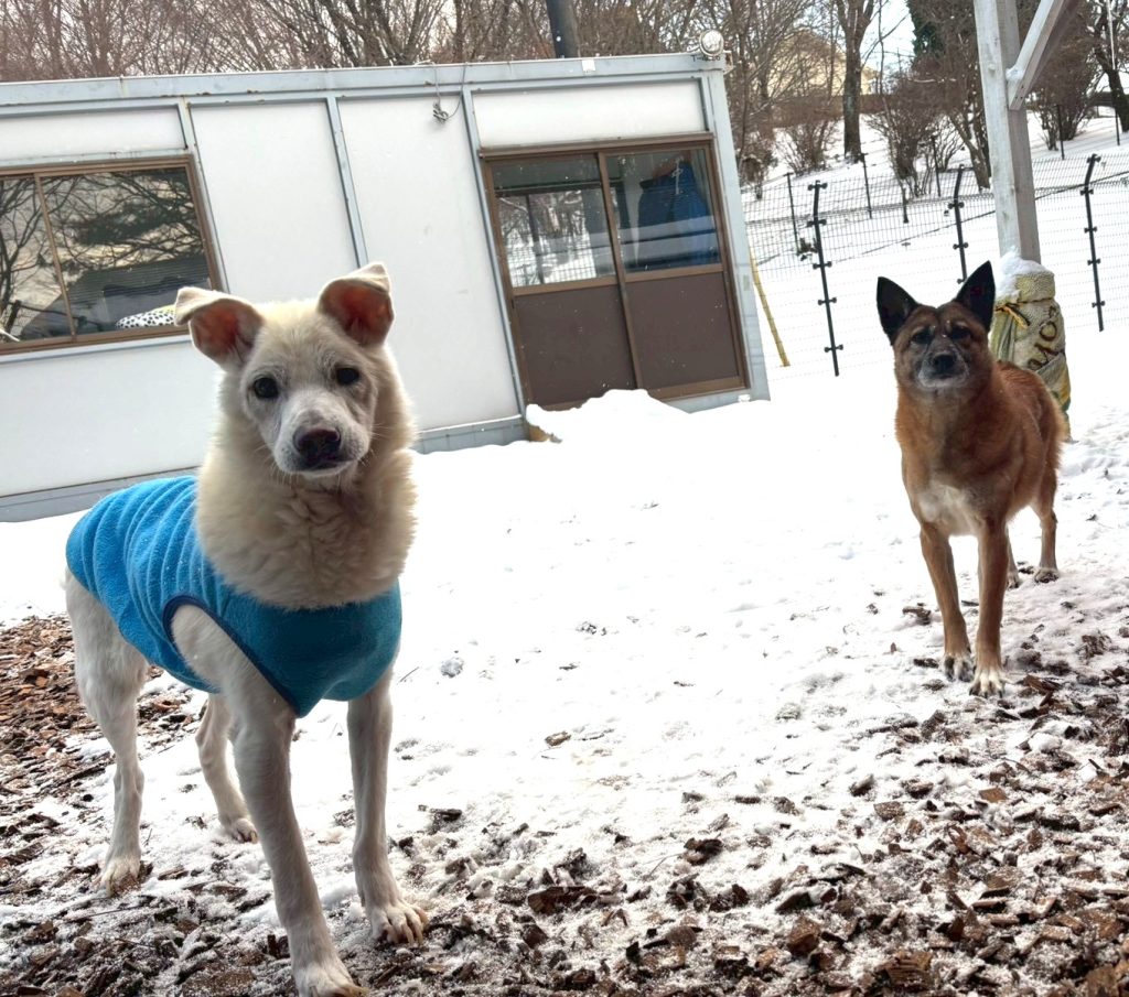 ワンだふるファミリーからの近況報告:2026年3月15日(日曜日) 9 f50b762713497eb23674fa21f022d370