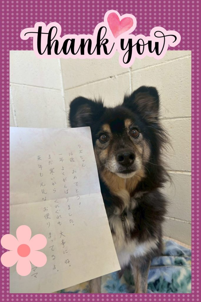 ワンだふるファミリーからの近況報告:2026年3月15日(日曜日) 10 729db088456fe48b68f795d87ce34516