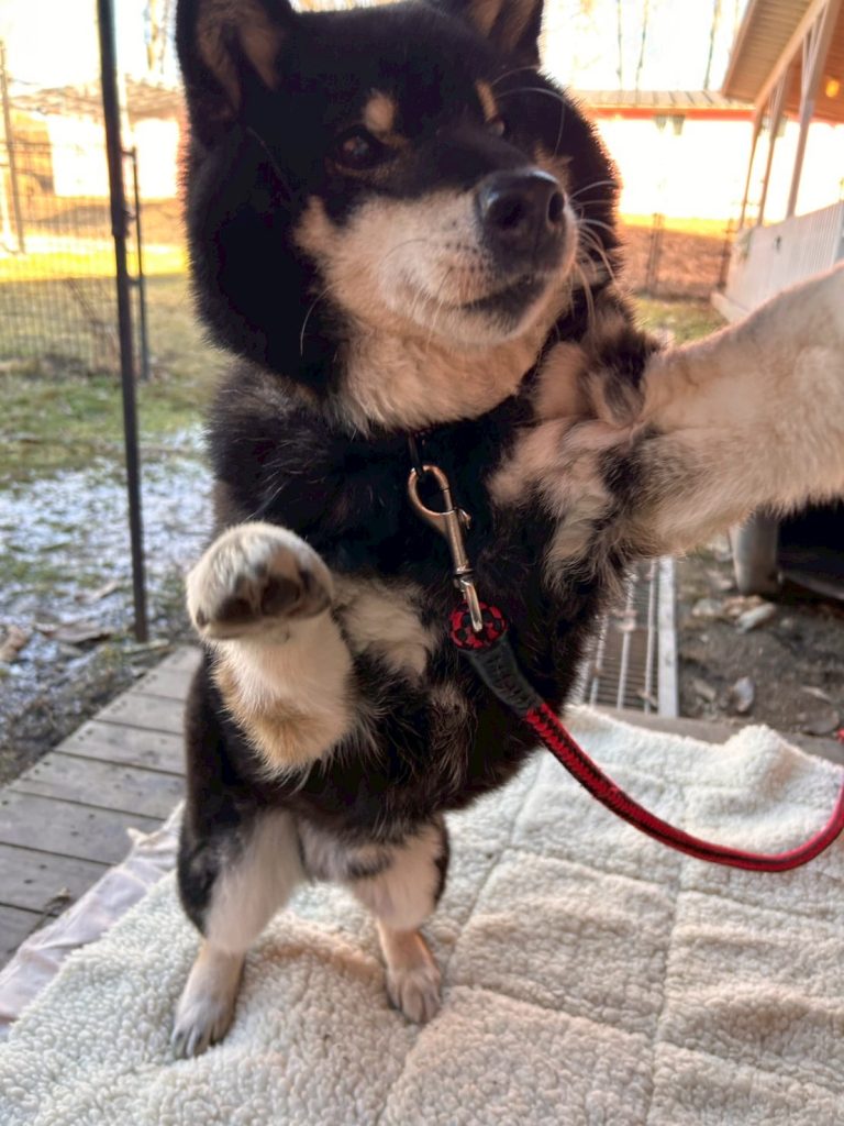 ワンだふるファミリーからの近況報告:2026年3月15日(日曜日) 12 bc1dd9cc522b665f2c0cd980479944d3