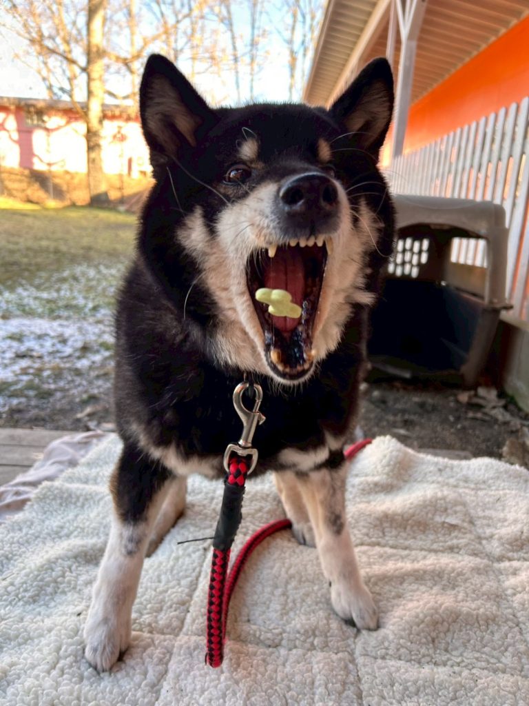 ワンだふるファミリーからの近況報告:2026年3月15日(日曜日) 11 d5d0266c19ea4c230079828f10d74a11