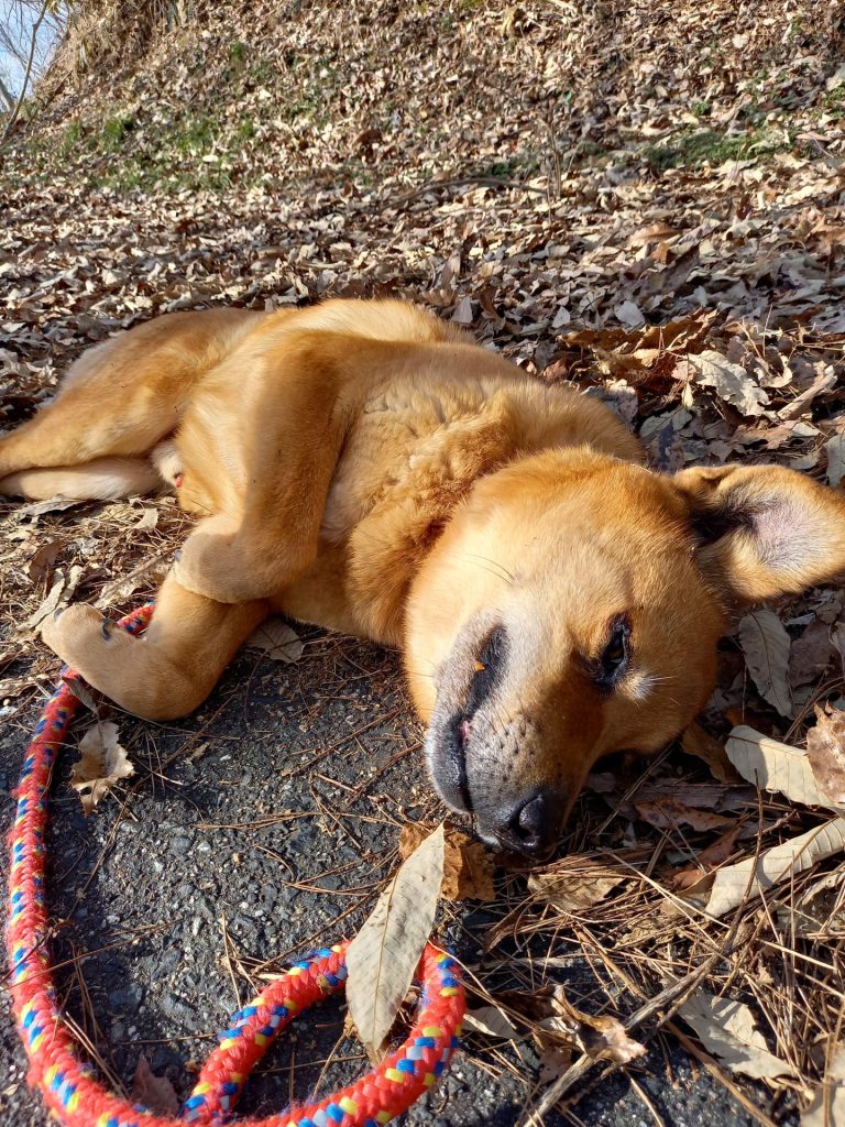 ワンだふるファミリーからの近況報告:2026年3月15日(日曜日) 13 124f873228503a13ddf3c6daf8ef63d9