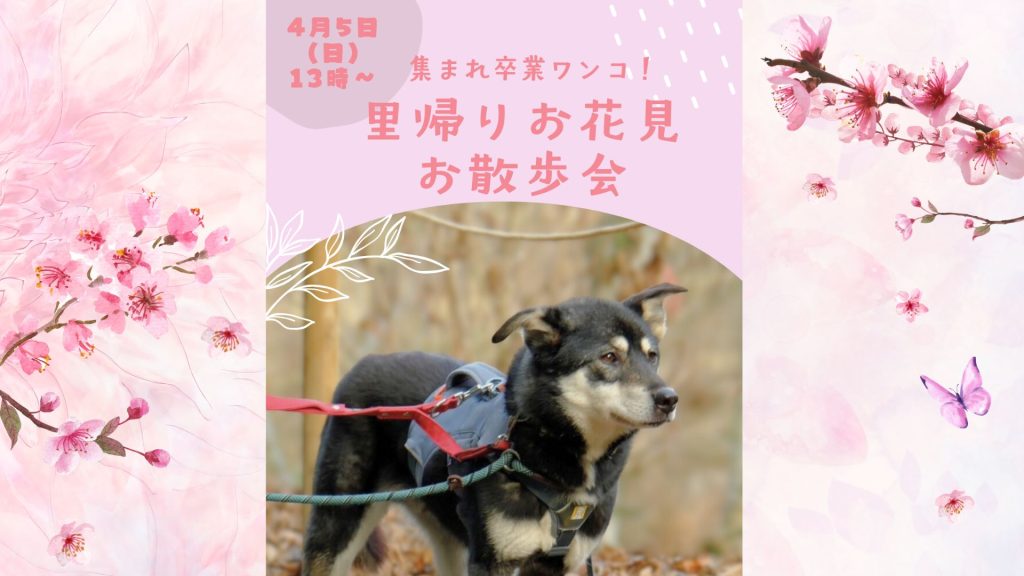 譲渡会・イベントのご案内 1 1b272fa2143638cabfeec9629025adab