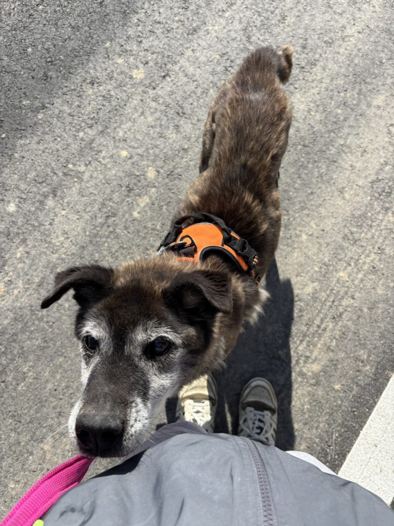 ワンだふるファミリーからの近況報告:2026年3月15日(日曜日) 16 2fef43c73d5716359c2f03755f30fcf6