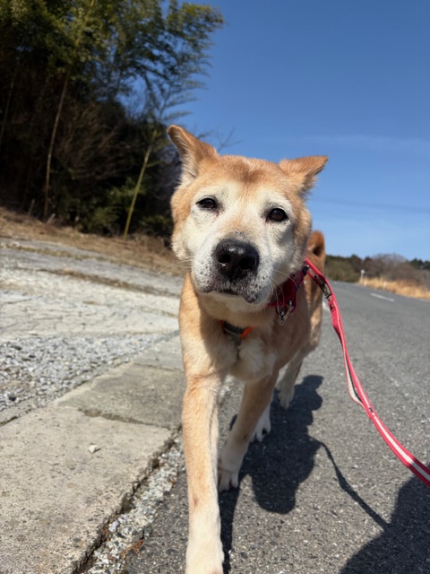 ワンだふるファミリーからの近況報告:2026年3月15日(日曜日) 20 9101be6cb0e1e4128e30dc60951e5eed