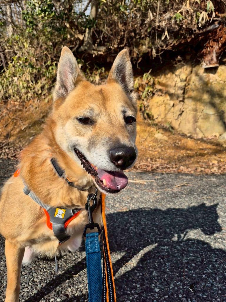 ワンだふるファミリーからの近況報告:2026年3月15日(日曜日) 21 e8112e5b8c840f0db87c07533c7f1bc0