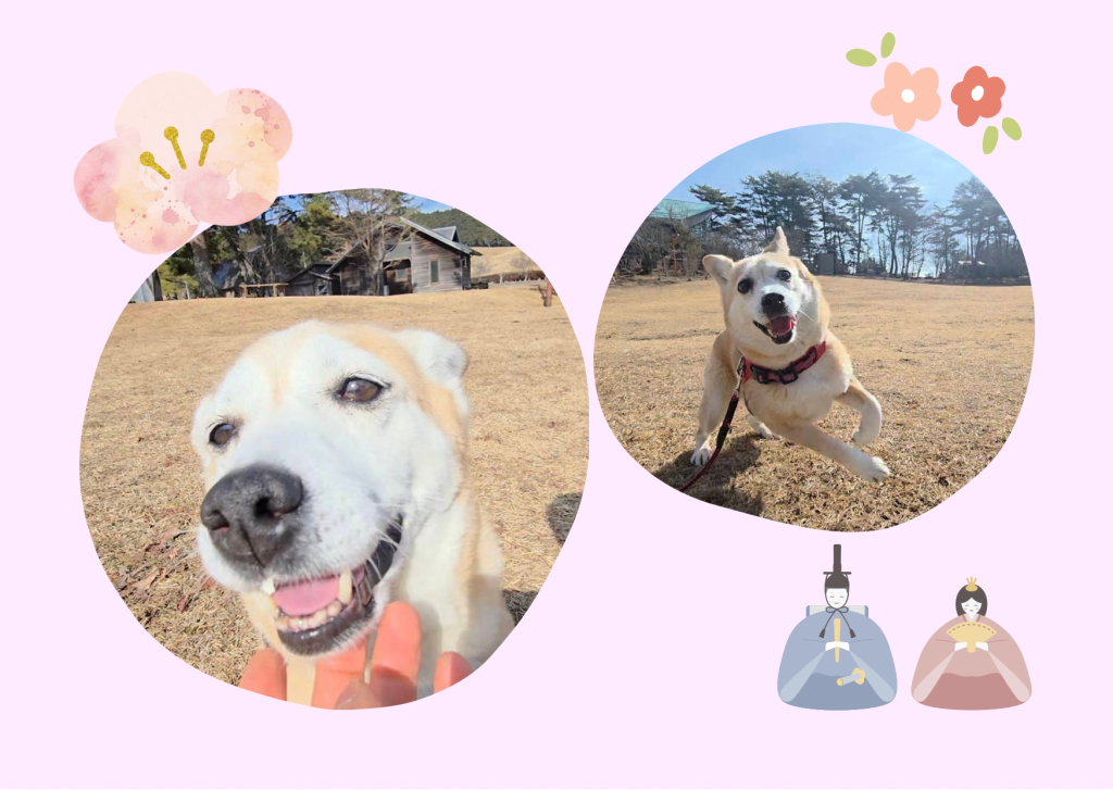 ワンだふるファミリーからの近況報告:2026年3月15日(日曜日) 22 1026db253afca15fa1d4c4a072d7ccf4