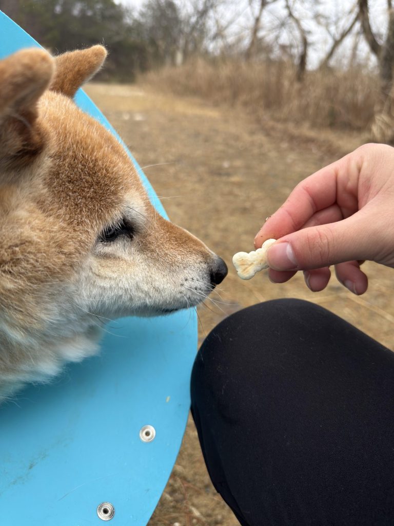 ワンだふるファミリーからの近況報告:2026年3月15日(日曜日) 23 7a9648497277067c5f8d33439977eb23