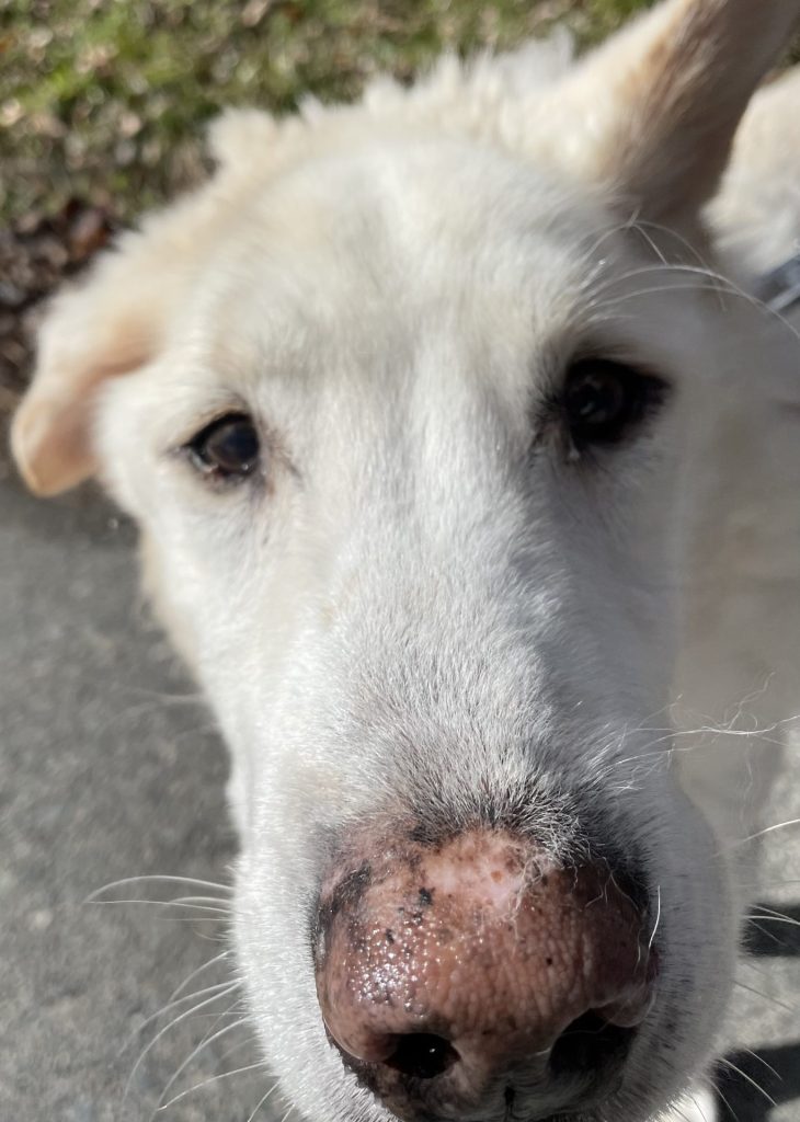 ワンだふるファミリーからの近況報告:2026年3月15日(日曜日) 24 056291b23d8af40c6b00be34c322dfa2