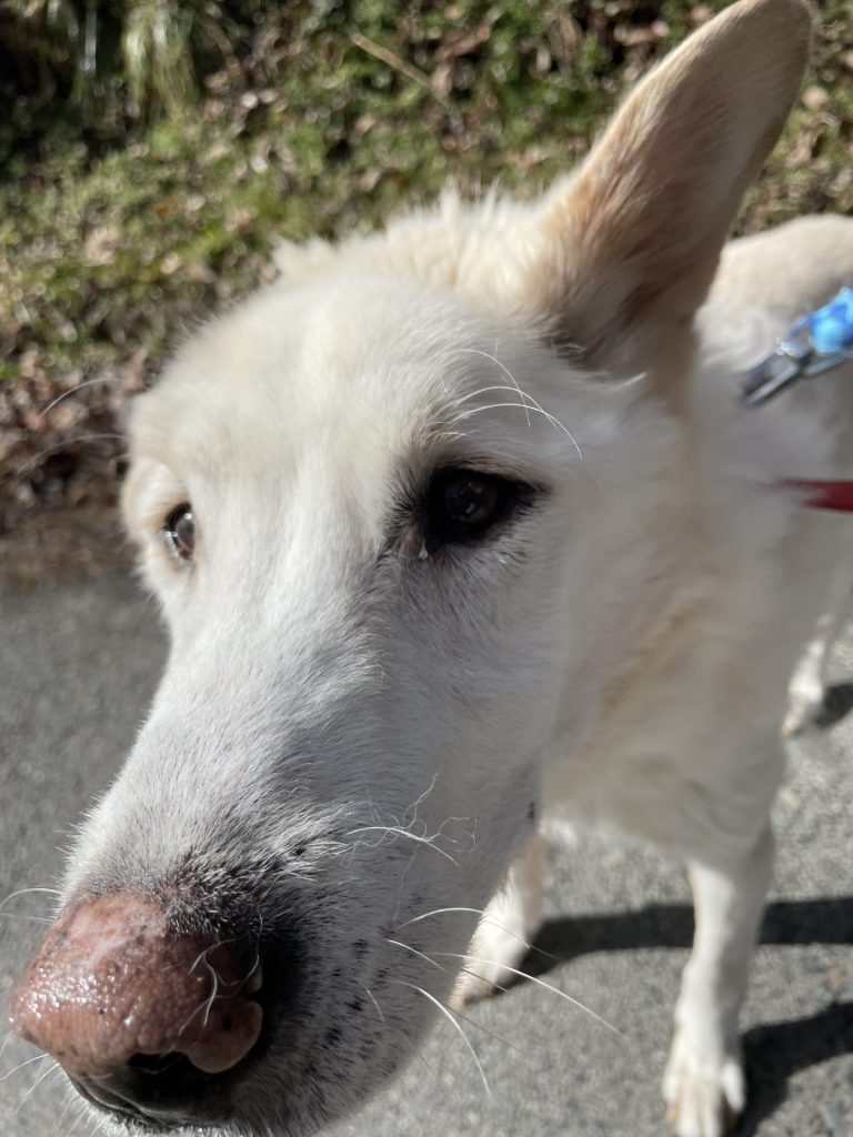 ワンだふるファミリーからの近況報告:2026年3月15日(日曜日) 25 81989a5c97005d06773a0e19b087e58f