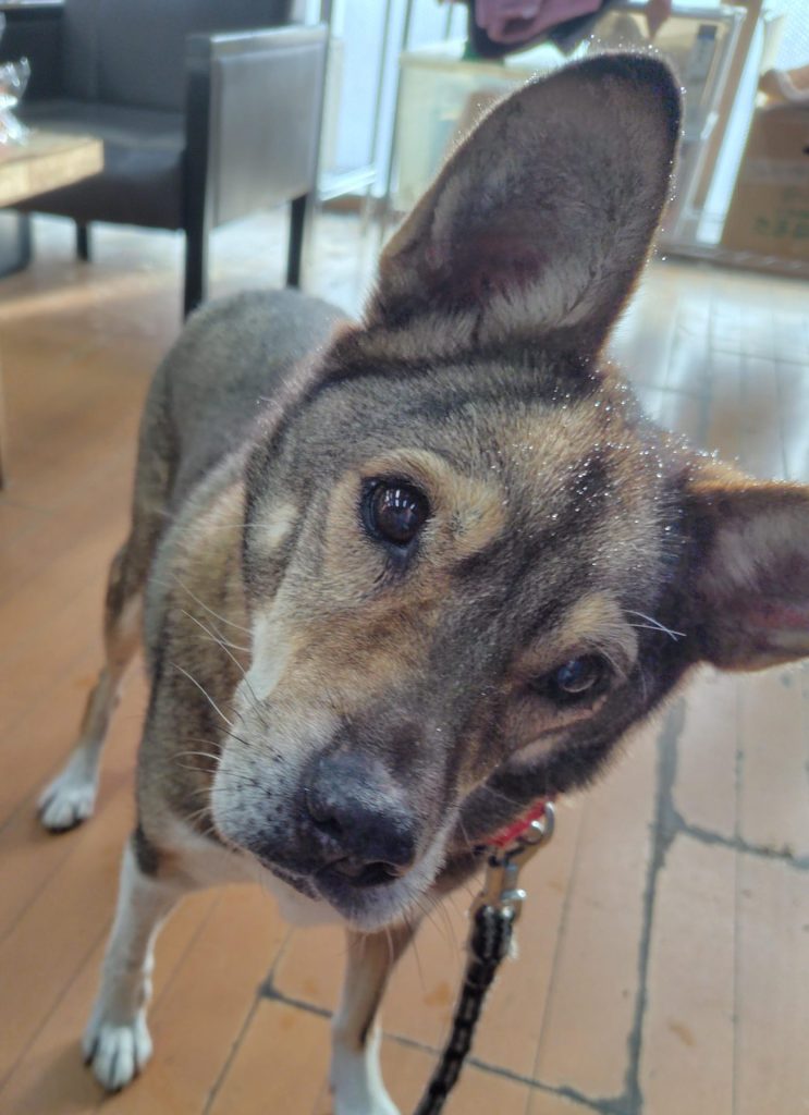 ワンだふるファミリーからの近況報告:2026年3月15日(日曜日) 26 96acc81532186b9f1e80dc0d6a3c99bf 1