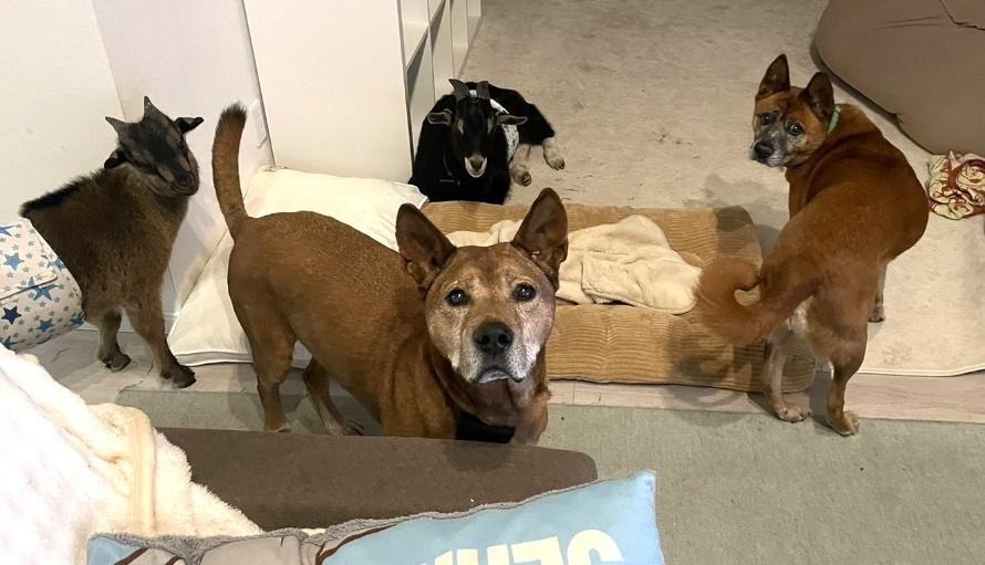 ワンだふるファミリーからの近況報告:2026年3月15日(日曜日) 27 image 13