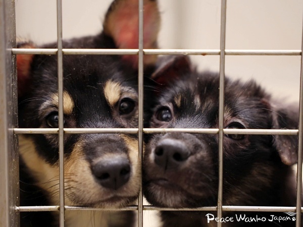 「検疫犬舎」から始まる第2の犬生 2 20260306 1 1