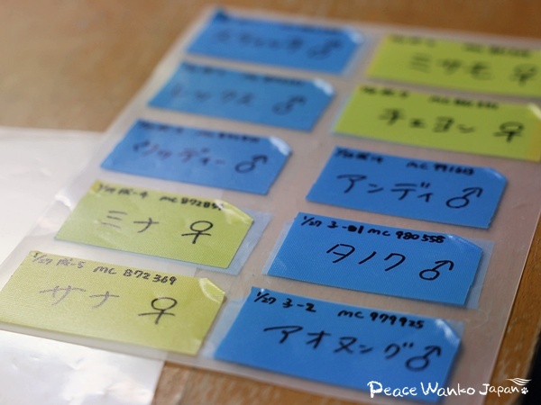 「検疫犬舎」から始まる第2の犬生 4 20260306 1 2