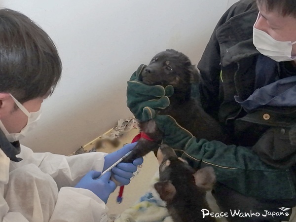 「検疫犬舎」から始まる第2の犬生 5 20260306 1 3