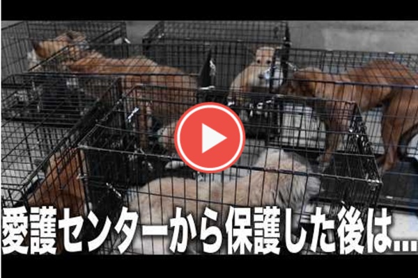 「検疫犬舎」から始まる第2の犬生 6 99cef7e4a14ae1934ce01c1cf687701e
