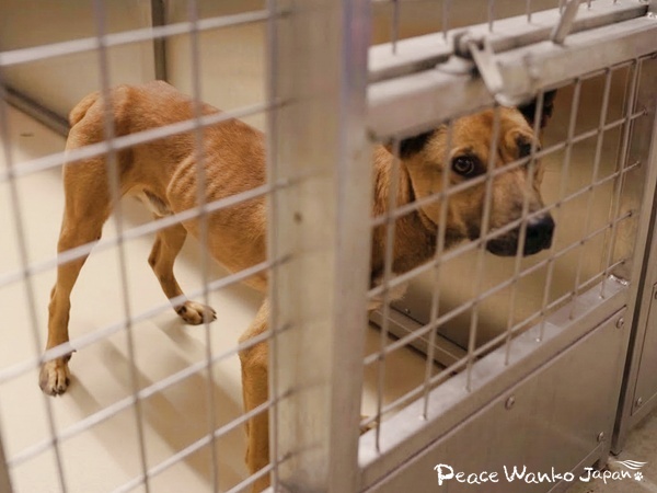 「検疫犬舎」から始まる第2の犬生 3 20260306 1 4 2