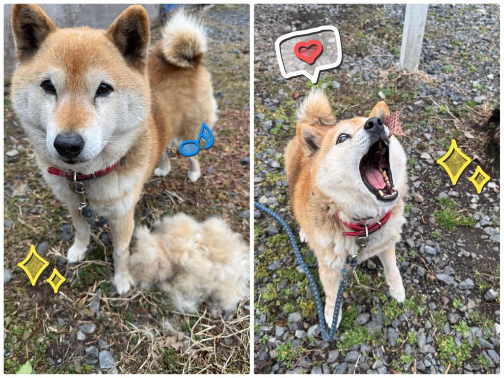 ワンだふるファミリーからの近況報告:2026年3月15日(日曜日) 14 0bedfeb844825eb6c0782ef8de2b90c9 2