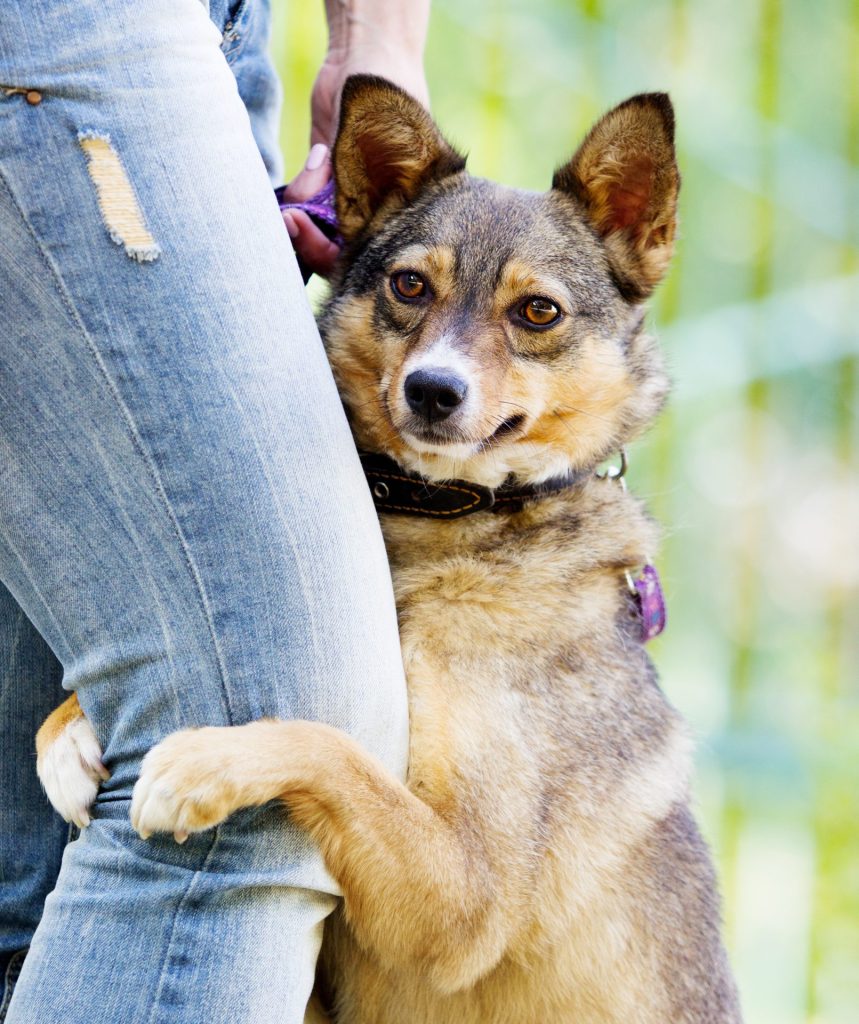 犬がマウンティングするのはなぜ?理由から正しい対処法までくわしく解説【獣医師監修】 7 ae6060301ae1085fcc115eaee25cf09e