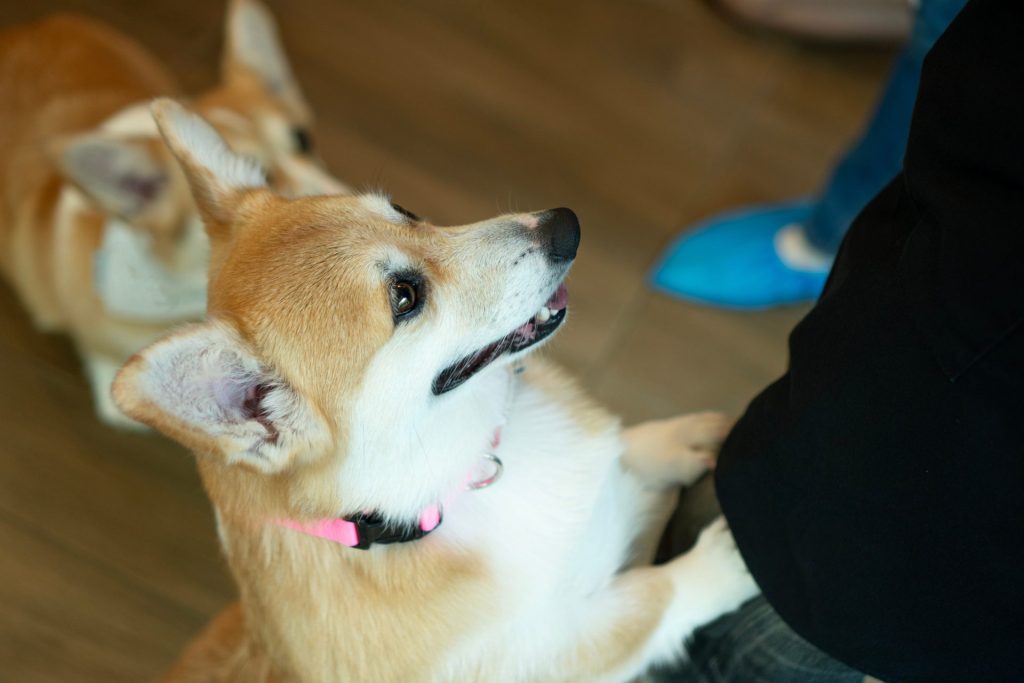 犬がマウンティングするのはなぜ?理由から正しい対処法までくわしく解説【獣医師監修】 9 a90df30d53ee6618fb7edeeb403a2460