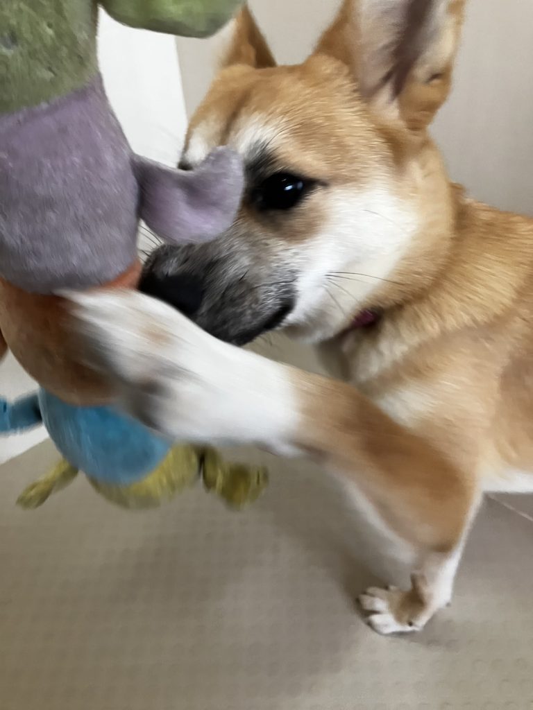 犬がマウンティングするのはなぜ?理由から正しい対処法までくわしく解説【獣医師監修】 10 9cb69144be456f74bea8684450351f05