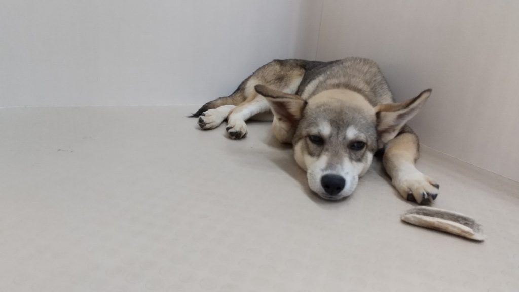 犬がマウンティングするのはなぜ?理由から正しい対処法までくわしく解説【獣医師監修】 11 bbbe7ce42a84f736a27fdbfc265db2bf