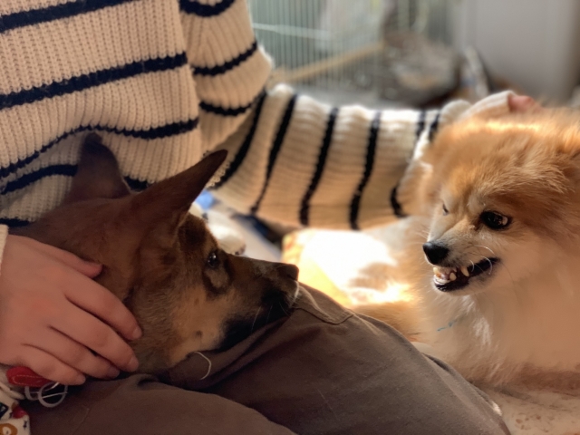 犬がマウンティングするのはなぜ?理由から正しい対処法までくわしく解説【獣医師監修】 12 ec463d9e1153df9d55fff8321e4a57db