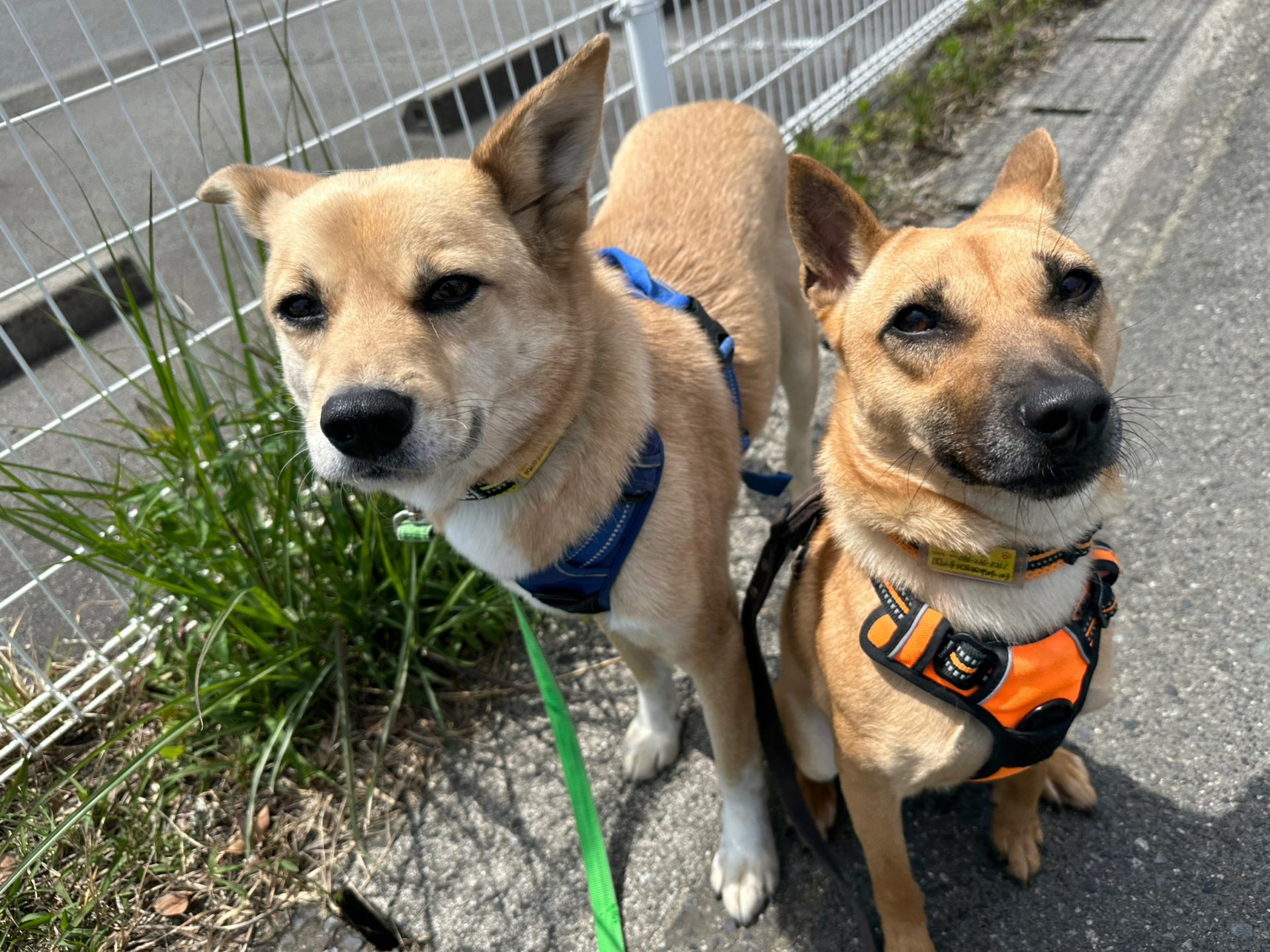 犬がマウンティングするのはなぜ?理由から正しい対処法までくわしく解説【獣医師監修】 13 b1f6f706668739cf40f8012978d5886a