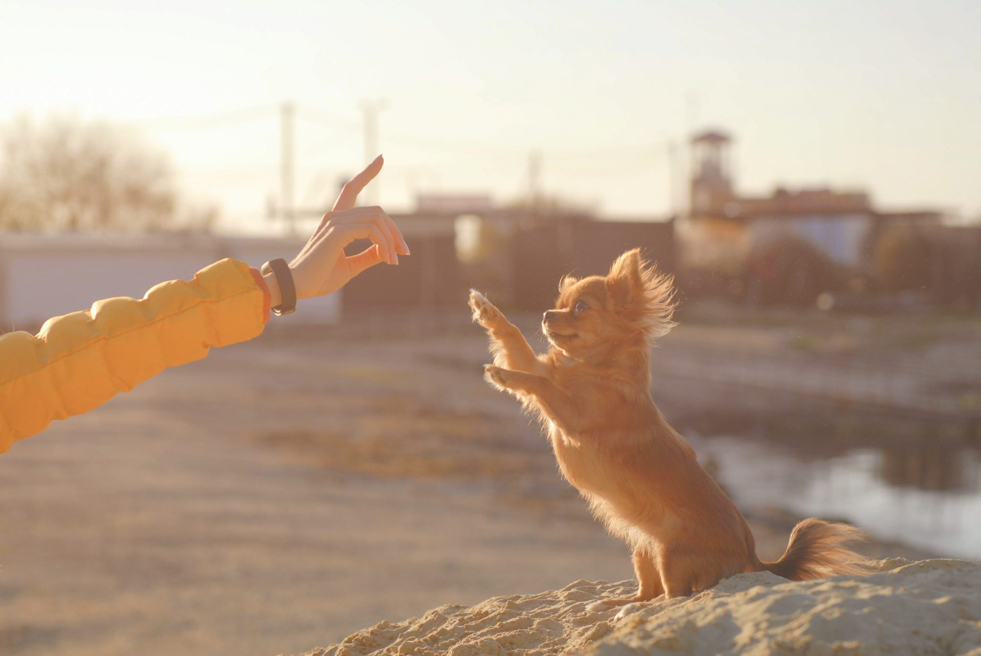 犬がマウンティングするのはなぜ?理由から正しい対処法までくわしく解説【獣医師監修】 14 daf8fc25ed35a53f2a95527a43cdaf20