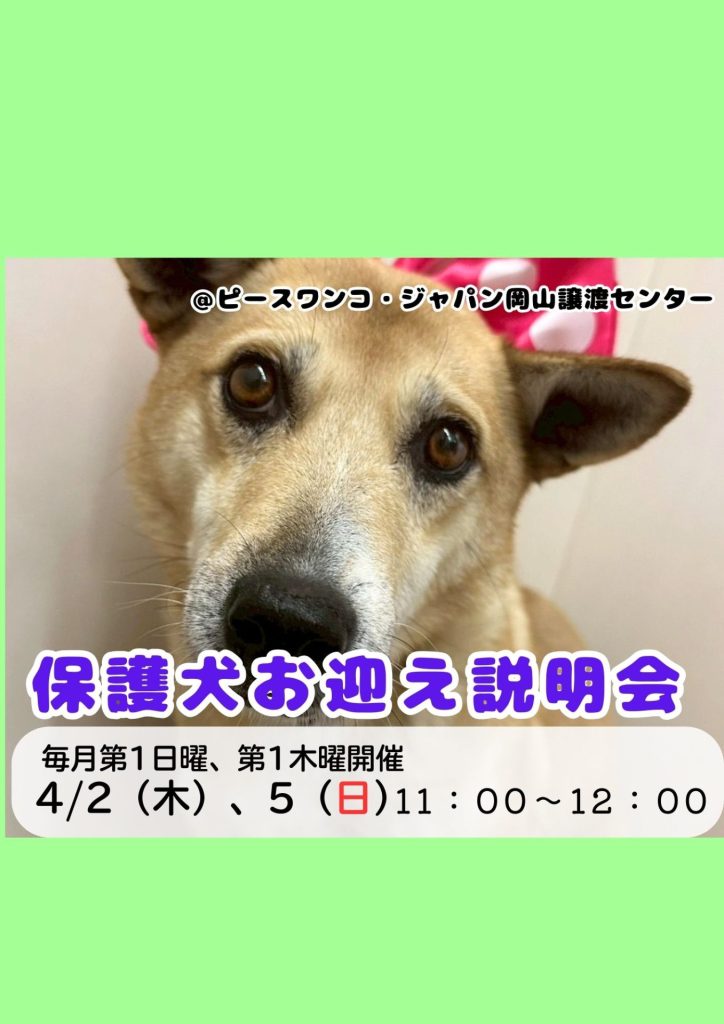 譲渡会・イベントのご案内 10 1178d98aa3a853347fc48d88432c60cf