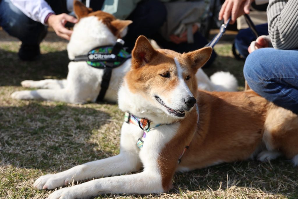 【湘南譲渡センター閉店】11年間本当にありがとうございました! 2 ec0c0f1319c34e6404c5866e21ee5335