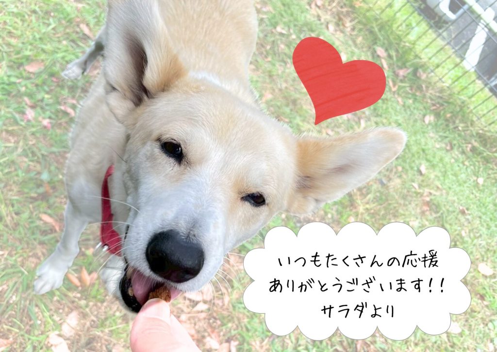 ワンだふるファミリーからの近況報告:2026年3月22日(日曜日) 2 c0ca816c9b873815238b09e5be0a3176