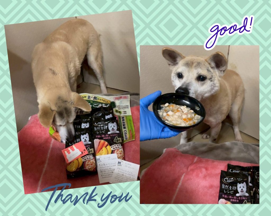 ワンだふるファミリーからの近況報告:2026年3月22日(日曜日) 4 ee795de8834b4b8bba8f0c38ab46a389