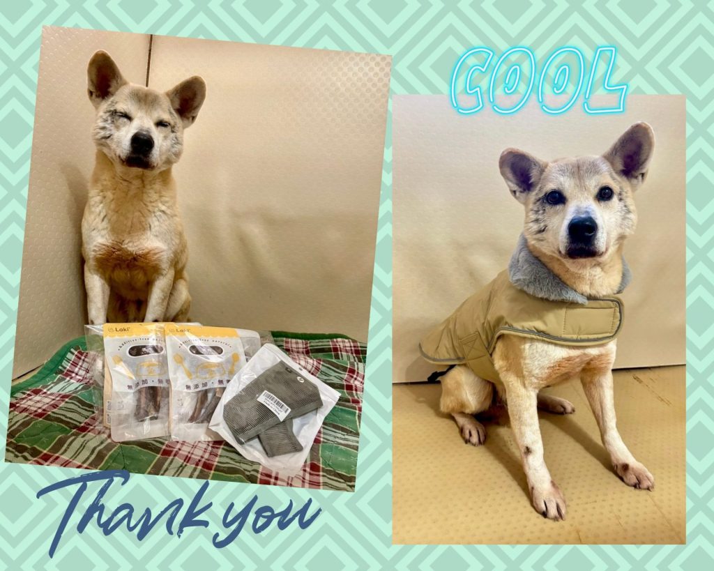 ワンだふるファミリーからの近況報告:2026年3月22日(日曜日) 3 f47e8025b7cf3726d160080973bf873b