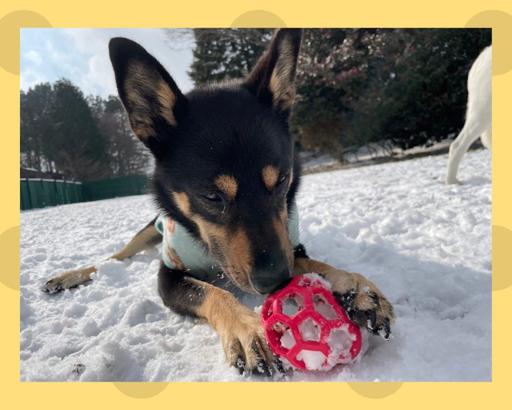 ワンだふるファミリーからの近況報告:2026年3月22日(日曜日) 5 1ae5ad2610366b1b07ee36c3787329c1