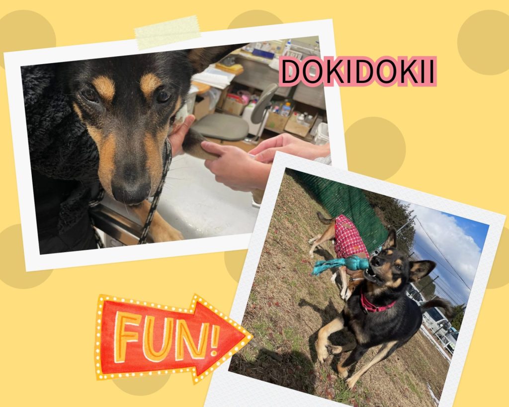 ワンだふるファミリーからの近況報告:2026年3月22日(日曜日) 6 c59d4e5371bbcc11f53ccede7d39ad15